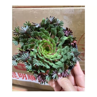 củ hoa oxalis cọ  _Củ giống Ngân Hà