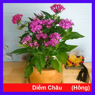 Cây Hoa Diễm Châu - Cây cảnh mini để bàn