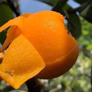 CÂY GIỐNG NHÓT NHẬT (CÂY BIWA NHẬT BẢN)