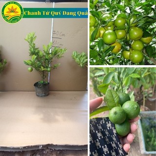 Cây giống chanh tứ quý đang quả, giống chanh lùn nhiều quả mọng nước và rất thơm, _chuẩn giống