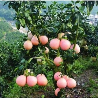Cây giống bưởi tam hồng Cho Trái Siêu Sớm - Cây Giống Khỏe