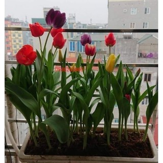 Củ hoa tulip màu tím củ đẹp trồng tết _GIỐNG