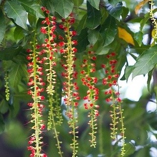 Cây giống lộc vừng cây gửi như ảnh cuối