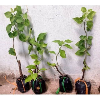 Cây giống hoa giấy leo giàn (đủ các màu khác nhau)