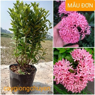 Cây giống hoa mẫu đơn màu hồng