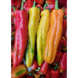 Hạt giống ớt sừng ngọt trái cây palermo mix màu - gói 10 hạt- tỷ lệ nảy mầm 95%