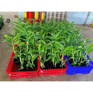 [Siêu Sale] Denro hồng son môi màu mới đang nụ