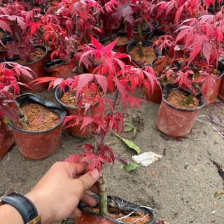 Chậu cây giống phong lá đỏ , phong lá vàng nhật bản dòng nomura mở lá 7 thuỳ