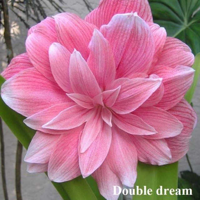 1 Củ huệ kép giống (double dream, alfresco, double king)