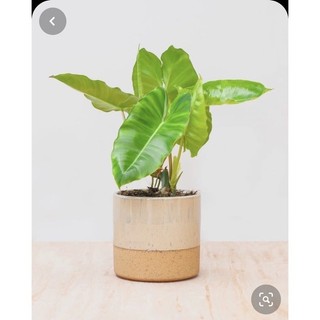 ** Chậu nhựa mềm Philodendron burle marx/ Thiên Môn☘