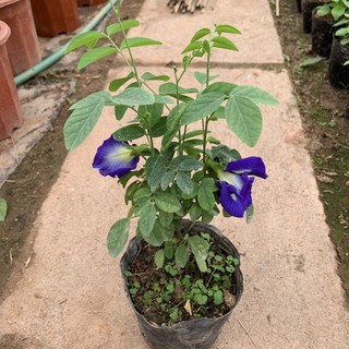 Cây hoa đậu biếc leo giàn cao 25 - 30cm, cây nở hoa quanh năm, trồng leo giàn tường rào và ban công