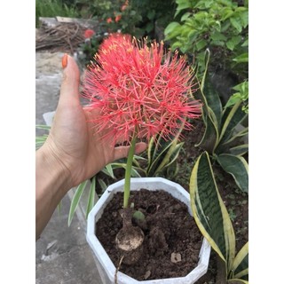 CỦ HOA HỒNG TÚ CẦU.