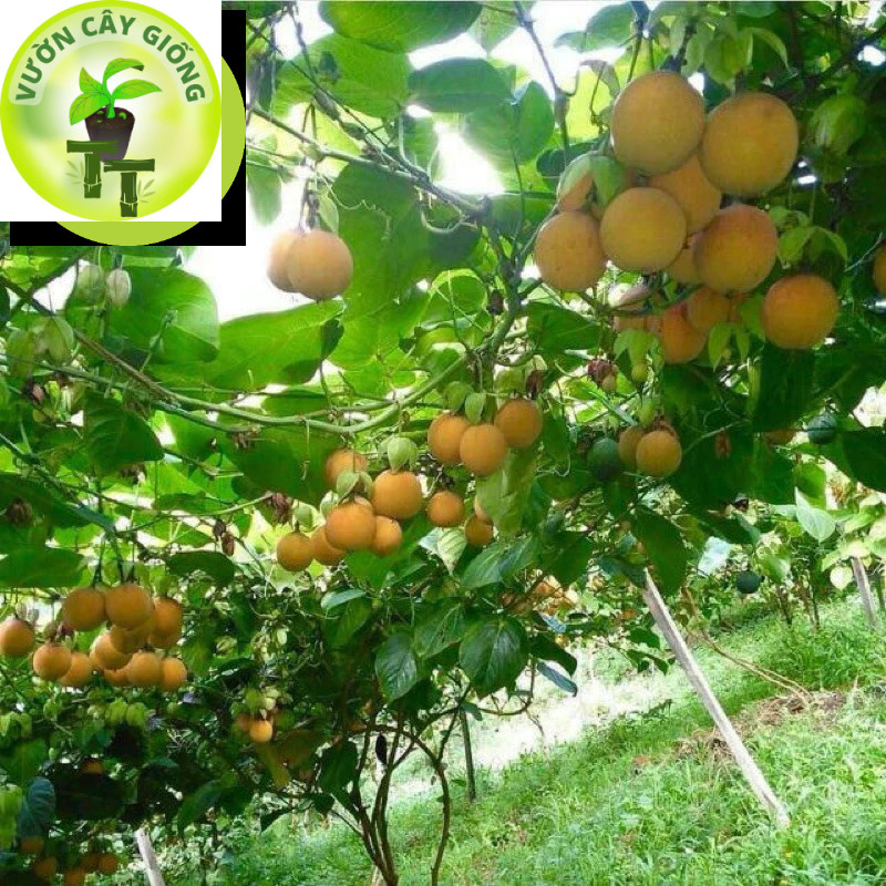 Cây giống leo giàn: chanh dây vàng - chanh dây tím mang hương thơm trái cây Cây Giống Chanh Dây Vàng