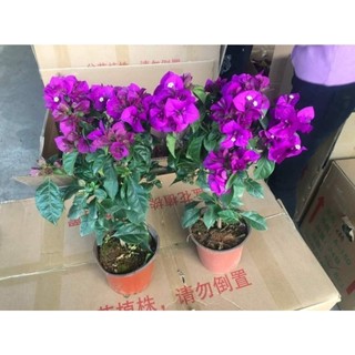 Cây giống hoa giấy tím chuông Mỹ