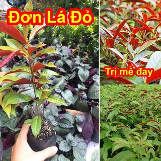 Cây giống đơn lá đỏ, mề đay, mẩn ngứa.