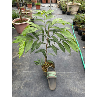 CÂY HOA DẺ VÀNG  SIÊU THƠM-size lớn 70-80 cm