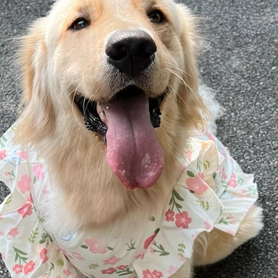 Mùa Xuân Mùa Hè Mỏng Hoa Labrador Chó Thú Cưng Quần Áo Golden Retriever Samoyed Chó Lớn Biên Giới Vừa Collie Quần Áo Cho Chó Lớn