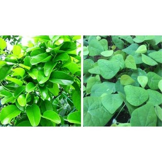 Hạt Giống Sương Sâm Ta lá trơn
