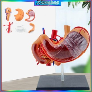 Xiangbao Mô hình giải phẫu dạ dày 4D tương tác Chuyên gia PVC 4D Mô hình khoa học giải phẫu dạ dày dành cho sinh viên y tế H