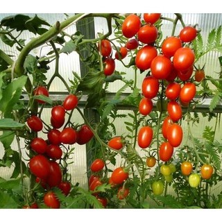 GiadungHN Hạt giống cà chua bi đỏ F1 gói 0.2g