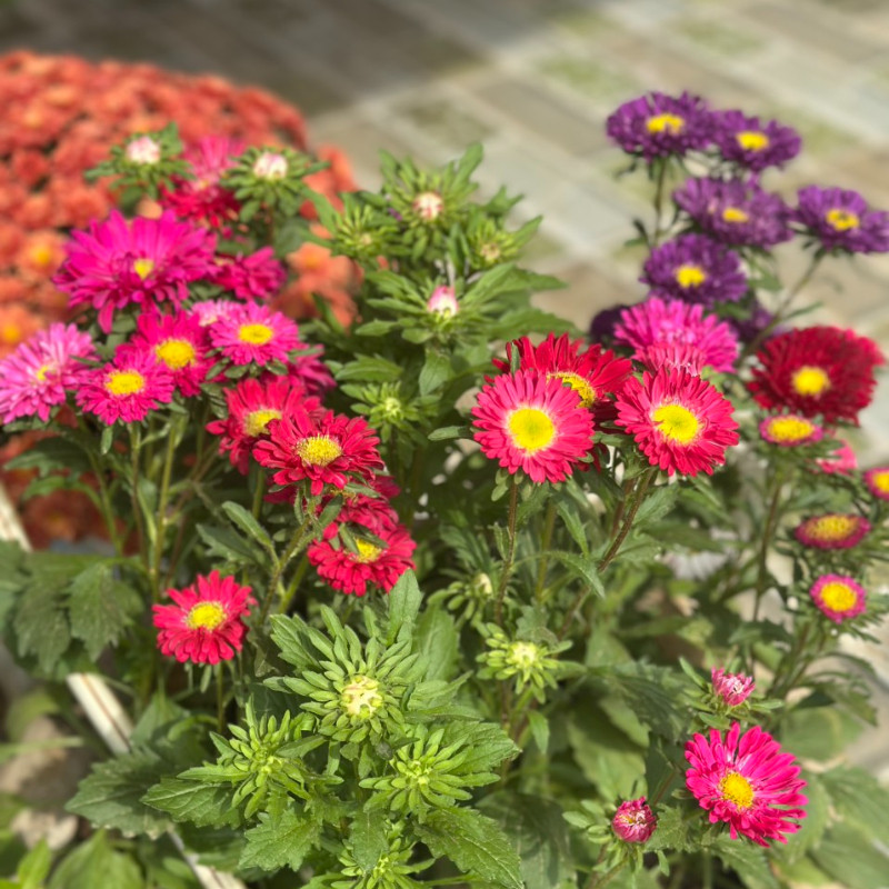 Hạt giống hoa cúc 7 màu, cúc magic (100 hạt) - màu sắc đẹp, hoa nở nhiều, sống khoẻ