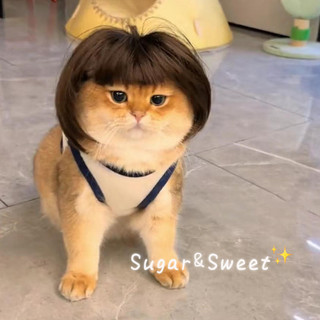 Thú cưng mèo tóc giả bob với bangs mèo mũ đội đầu phụ kiện tóc cho chó thú cưng kéo mũ thú cưng ren tóc giả