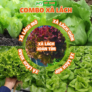 Combo hạt giống 5 bịch xà lách: xà lách giòn, xà lách mỡ, xà lách búp, xà lách xoăn xanh, xà lách - h2t farm