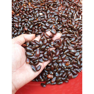 200 gram hạt giống cây mãng cầu xiêm thái lan hay còn gọi là mãng cầu gai ạ.