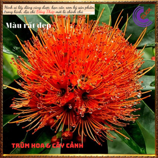 Cây mai thái cam siêu to đẹp rực rỡ 💍 Hoa Mười Giờ Bonsai & Phụ Kiện