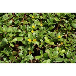 Hạt giống rau sam đất (1gr)
