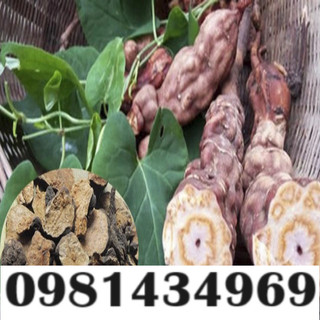 Cây hà thủ ô khô 01kg ngon