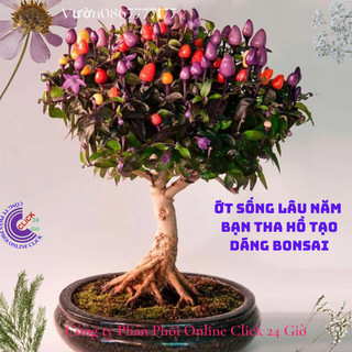 Chậu ớt cảnh đang hoa trái có nhiều loại cho bạn chọn ️👑️ Siêu thị KM
