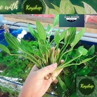 Cây lan nước - cây thuỷ sinh dễ trồng không cần co2