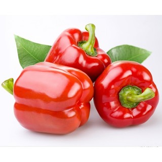 [gói 0.1g] Hạt Giống Ớt Chuông Sai Trái