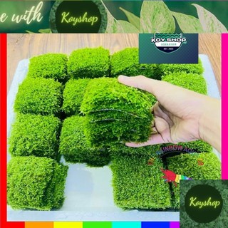 Rêu Mini Taiwan hàng đẹp, rêu xanh, dày | 1 Vỉ cây thật thuần nước 100%