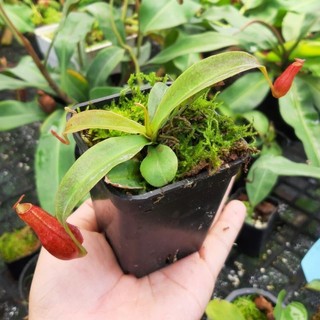 Cây bắt mồi, Cây nắp ấm N. mirabilis x gracillis