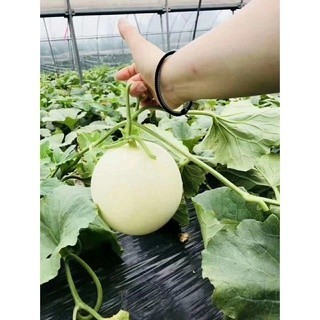 Hạt giống dưa lê cẩm ngọc
