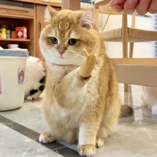 Dễ Thương Mini Ngón Tay Xếp Hình Đồ Chơi Mèo Ngộ nghĩnh Thực Tế Đồ Chơi Mèo Mutiple Cử Chỉ Ngón Tay Có Đồ Chơi Đồ Chơi Đồ Dùng Cho Thú Cưng