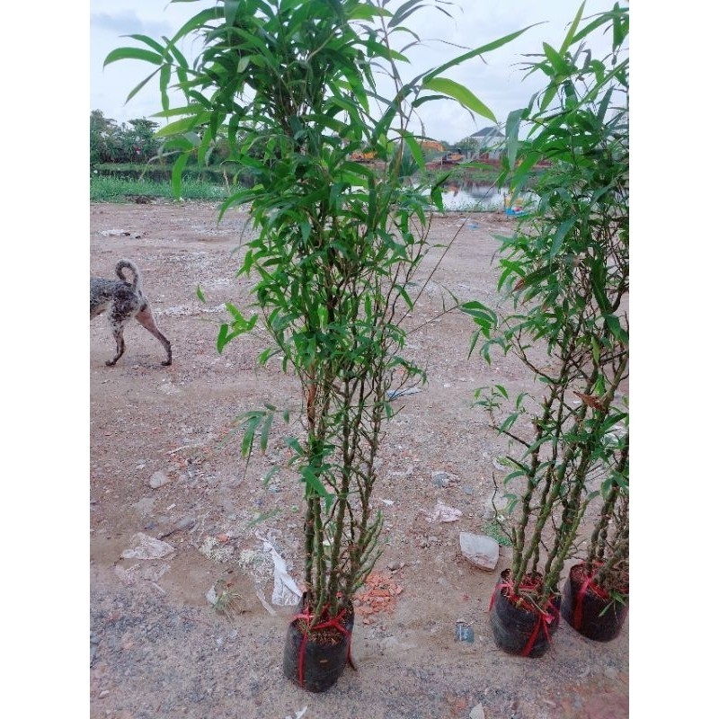 Trúc Phật Bà 1m3