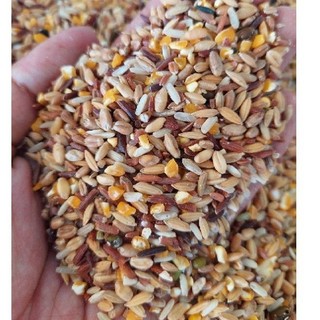 1kg ngũ cốc gà đá ngũ cốc cho gà chọi ngũ cốc cho đá ngũ cốc bồ câu ngũ cốc cho gà kiểng