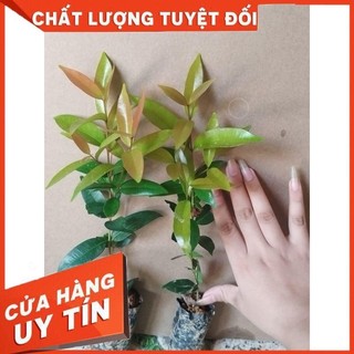Cây Giống Hồng Lộc bầu rễ ổn định tươi xanh