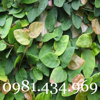 Cây trâu cổ khô 01kg thân lá quả chất