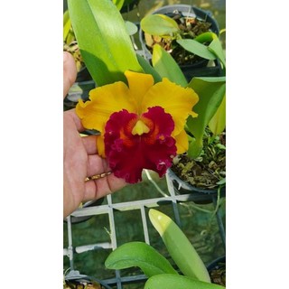 Cattleya Chung Yeah hoa to chậu cây trưởng thành f12 cm, nhiều thân dể trồng dể chăm