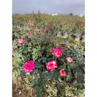 Cây hoa hồng Sếu Đầu Đỏ trưởng thành cao 60 cm - Đã có hoa và nụ