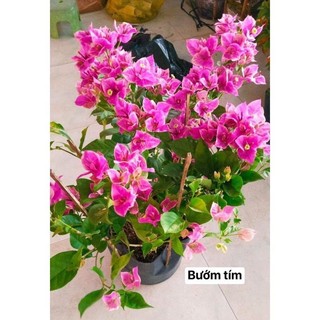 Cây giống hoa giấy bướm tím hồng- cây gửi như ảnh cuối