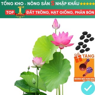 Hạt giống hoa sen gói 15 hạt, dễ trồng, nảy mầm tốt, bông to, kèm hướng dẫn