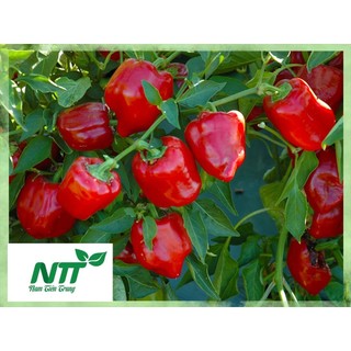 Hạt giống Ớt Chuông Đà Lạt TN