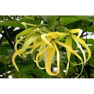 CÂY HOA DẺ VÀNG  SIÊU THƠM-size lớn 70-80 cm