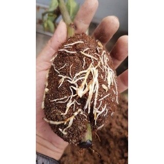 Kích thích ra rễ cực mạnh Root King lọ 20ml