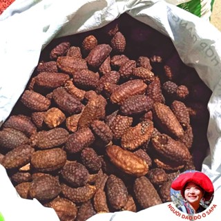 Chuối hột rừng Tây Bắc ngâm rượu sấy khô từ chuối chín, quả tròn loại 1 (1kg). Đồ ngâm rượu chuối hạt rừng Tây Nguyên